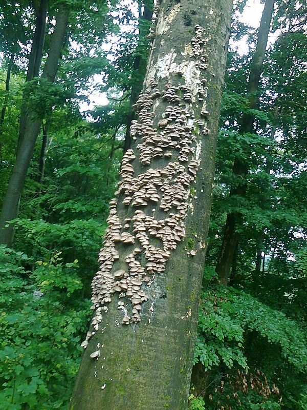 hliva buková Pleurotus pulmonarius (Fr.) Quél.