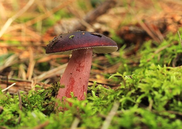 plávka zavalitá Russula torulosa Bres.