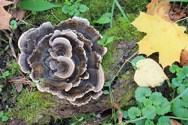 trúdnikovec pestrý Trametes versicolor (L.) Lloyd