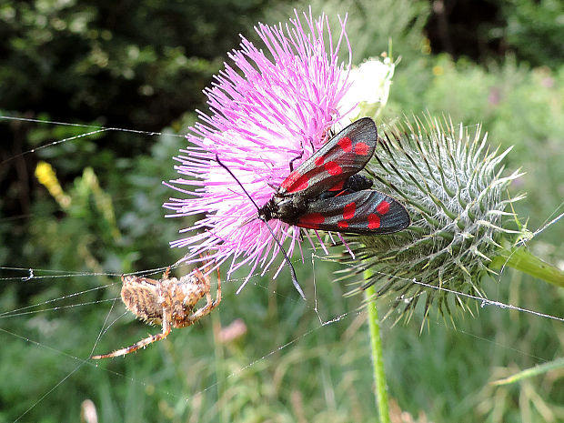 vretienka obyčajná / vřetenuška obecná Zygaena filipendulae Linnaeus, 1758