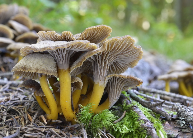 kuriatko lievikovité Craterellus tubaeformis (Fr.) Quél.