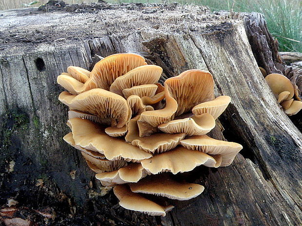 pahliva plochá Crepidotus applanatus (Pers.) P. Kumm.