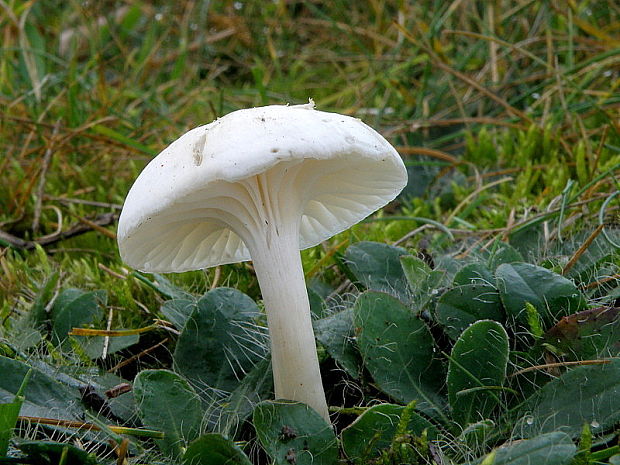 lúčnica snehobiela Cuphophyllus virgineus (Wulfen) Kovalenko