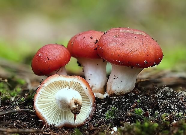 sliziak ružový Gomphidius roseus (Fr.) Oudem.