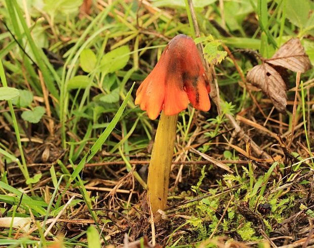 lúčnica kužeľovitá Hygrocybe conica (Schaeff.) P. Kumm.