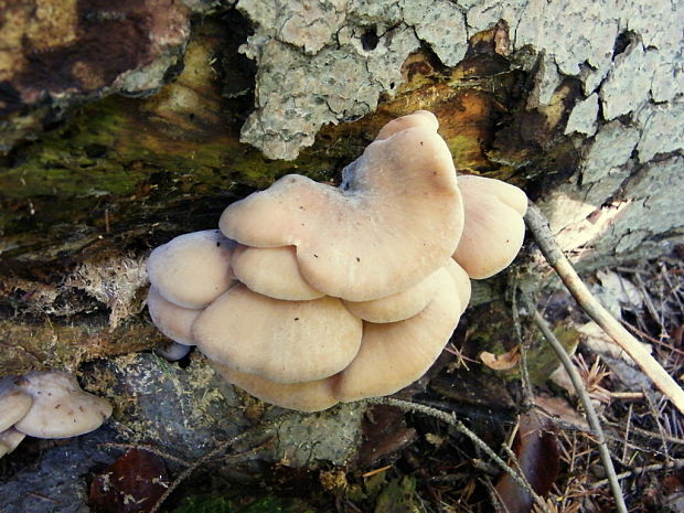 húževnatček bobrí Lentinellus castoreus (Fr.) Kühner & Maire