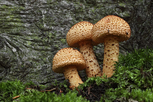 šupinovka šupinatá Pholiota squarrosa (Vahl) P. Kumm.