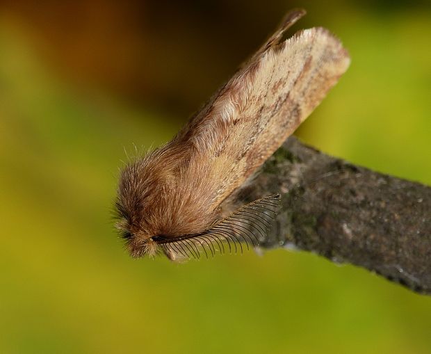 chochlatka javorová Ptilophora plumigera