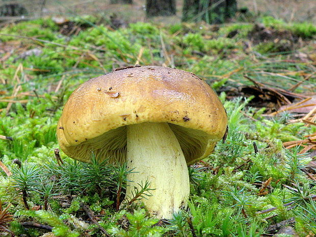 čírovka zelenkastá Tricholoma equestre (L.) P. Kumm.