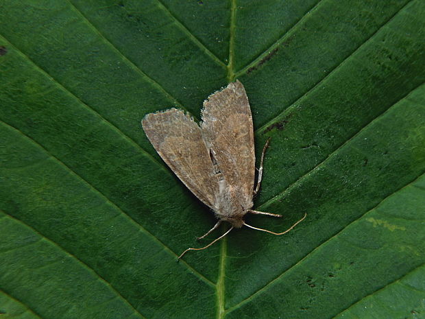 mora očkatá Xanthia ocellaris Borkhausen, 1792