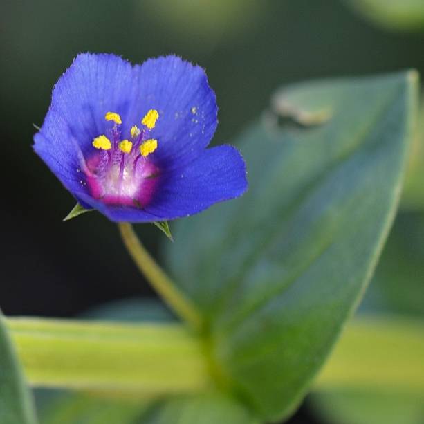 drchnička belasá Anagallis foemina Mill.