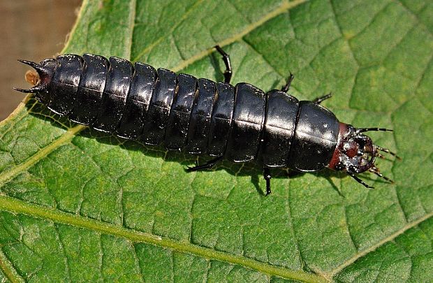 larva Carabus violaceus larvae