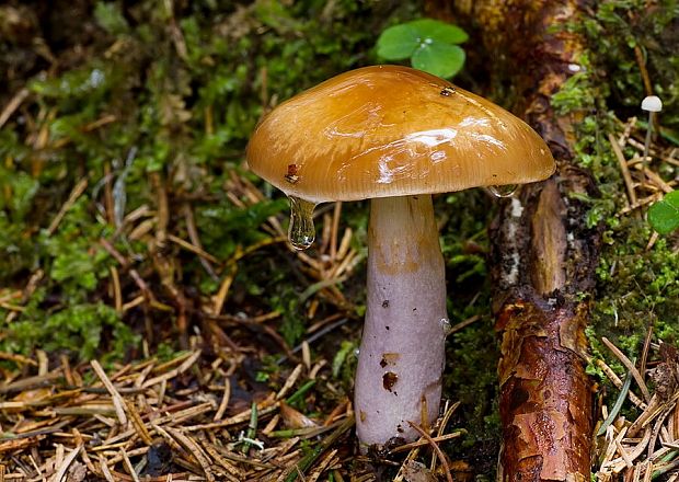 pavučinovec plavooranžový Cortinarius collinitus (Pers.) Fr.