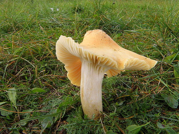 lúčnica statná Cuphophyllus pratensis (Fr.) Bon