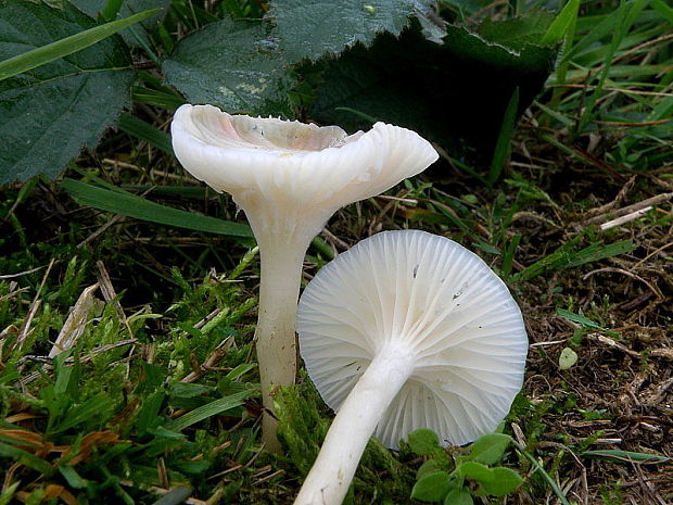 lúčnica snehobiela Cuphophyllus virgineus (Wulfen) Kovalenko