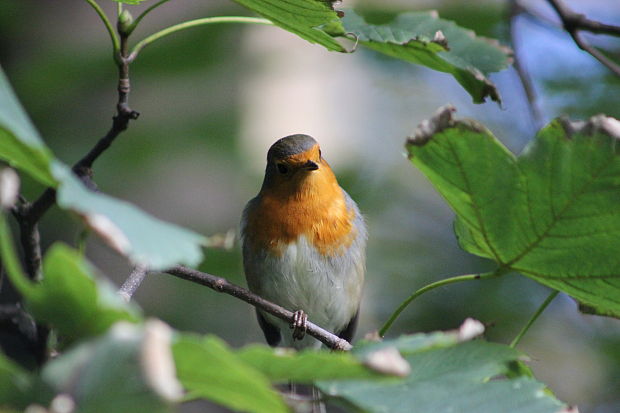 červienka obyčajná Erithacus rubecula