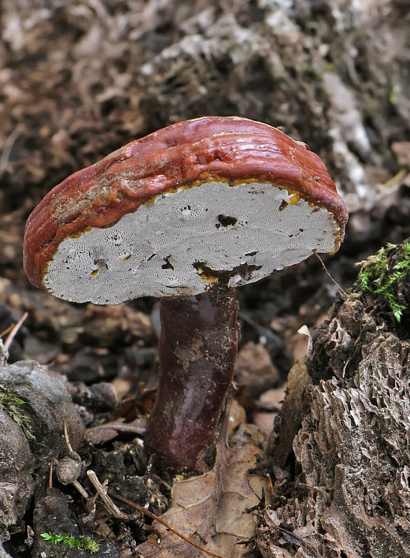 lesklokôrovka obyčajná Ganoderma lucidum (Curtis) P. Karst.