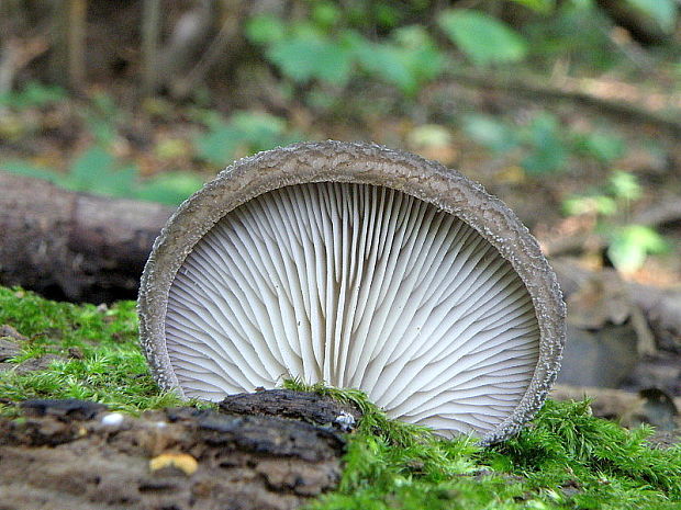 lastúrka plstnatá  Hohenbuehelia mastrucata  (Fr.) Singer