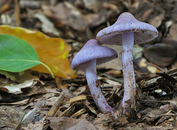 vláknica hlinovolupeňová Inocybe geophylla (Bull.) P. Kumm.