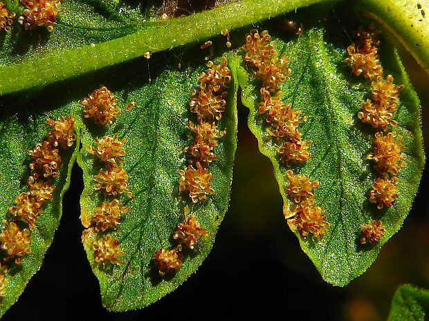 peračinovec horský Lastrea limbosperma (Bellardi ex All.) Holub et Pouzar