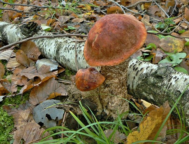 kozák dubový Leccinum aurantiacum (Bull.) Gray