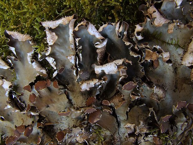 štítnatec vodorovný Peltigera horizontalis (Huds.) Baumg.