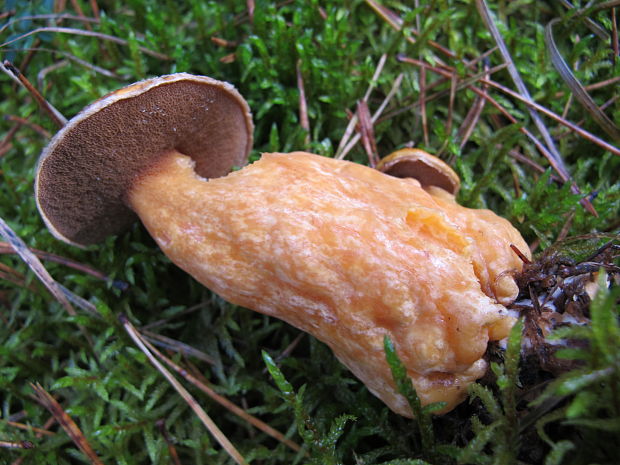 masliak strakaty Suillus variegatus (Sw.) Kuntze