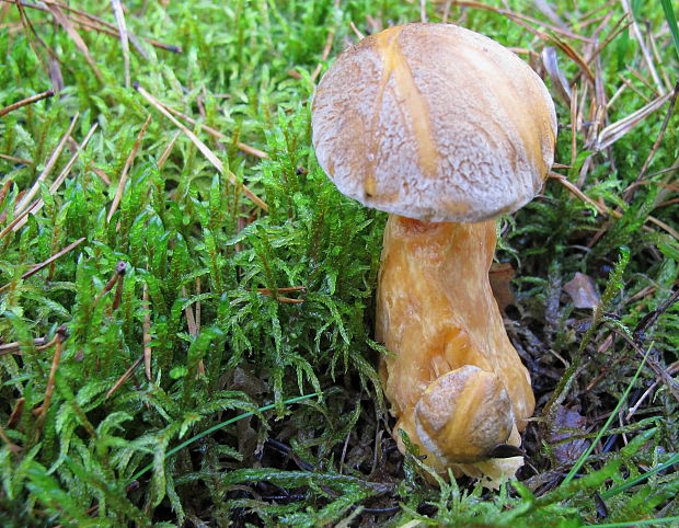 masliak strakaty Suillus variegatus (Sw.) Kuntze