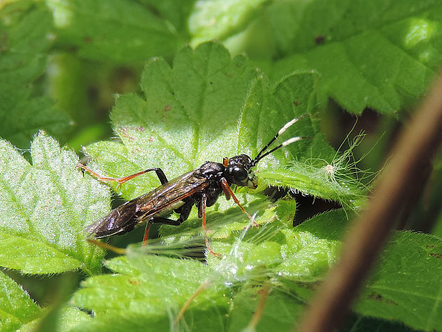 piliarka / pilatka Tenthredo silensis A. Costa, 1859