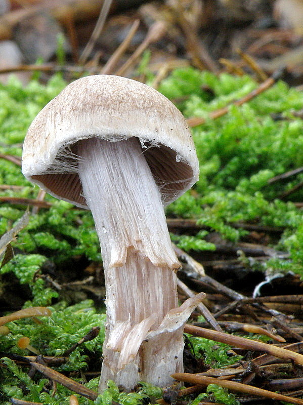 pavučinovec Cortinarius sp.