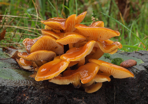 plamienka Flammulina sp.