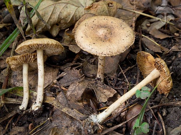 vláknica Inocybe posterula (Britzelm.) Sacc.