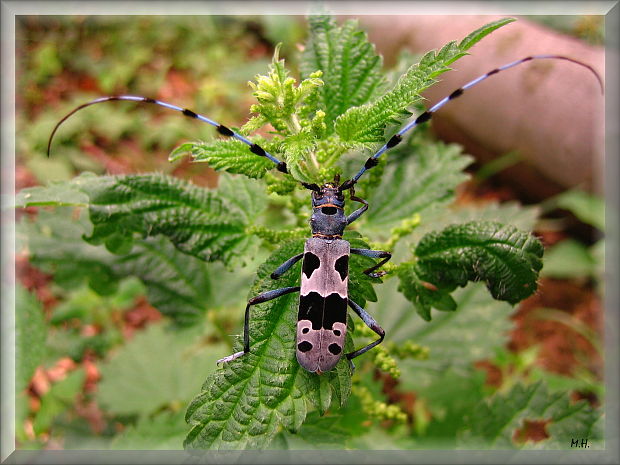 fuzac alpsky Rosalia alpina