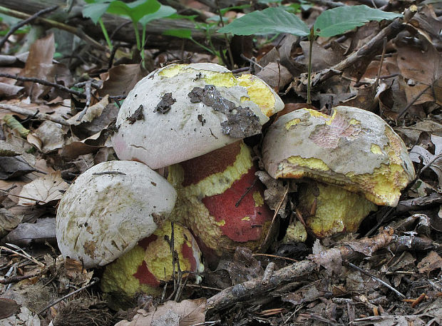 hríb purpurový Rubroboletus rhodoxanthus Kuan Zhao &amp; Zhu L. Yang