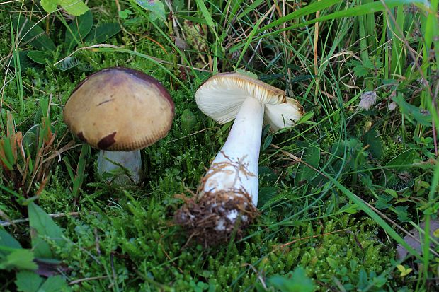 plávka Russula sp.