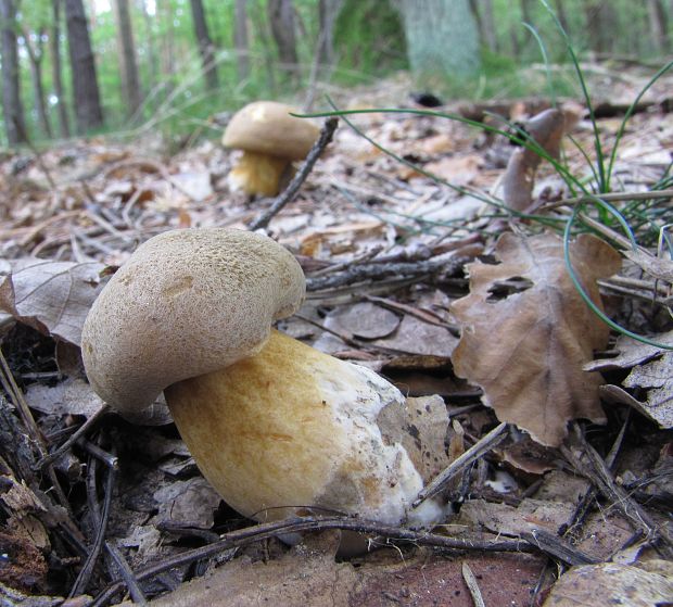 masliak strakatý Suillus variegatus (Sw.) Kuntze