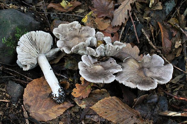 čírovka sivá Tricholoma portentosum (Fr.) Quél.