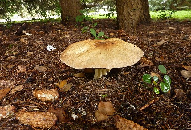 pečiarka obrovská Agaricus augustus Fr.