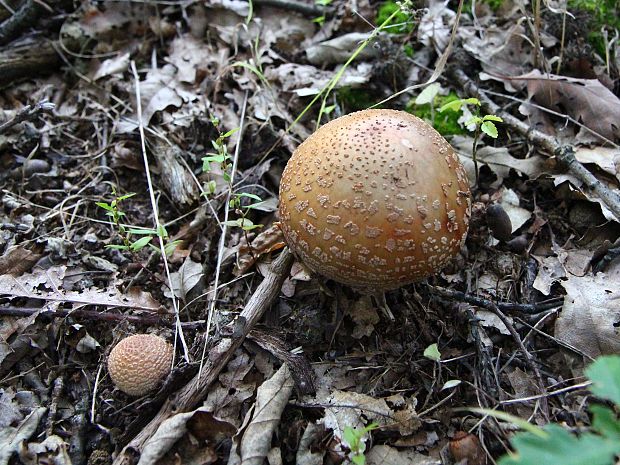 muchotrávka červenkastá Amanita rubescens Pers.