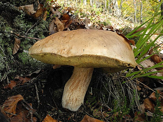 hríb smrekový Boletus edulis Bull.