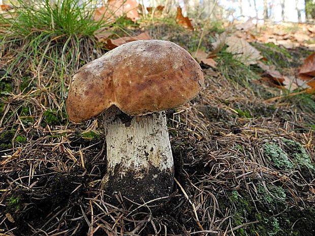 hríb smrekový Boletus edulis Bull.