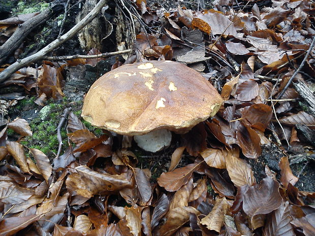 hríb sosnový Boletus pinophilus Pil. et Dermek in Pil.