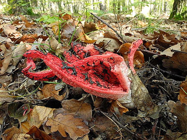 mrežovka kvetovitá Clathrus archeri (Berk.) Dring