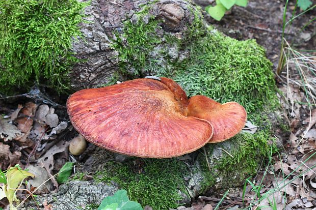 pečeňovec dubový Fistulina hepatica (Schaeff.) With.