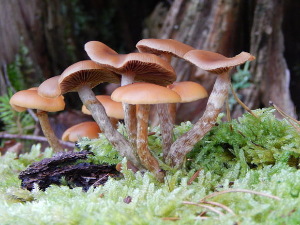 kapucňovka okrovohnedastá Galerina marginata (Batsch) Kühner