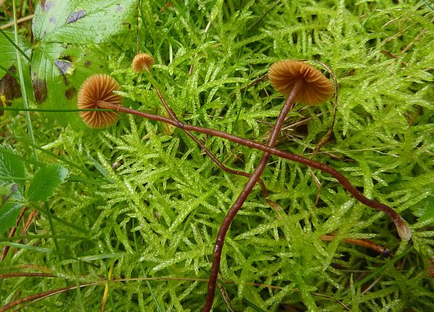 kapucňovka Galerina sp.