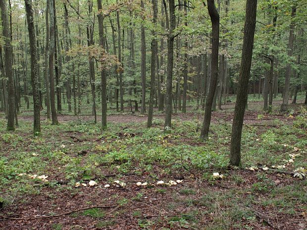 Biotop - jelenka poprehýbaná Hydnum repandum L.