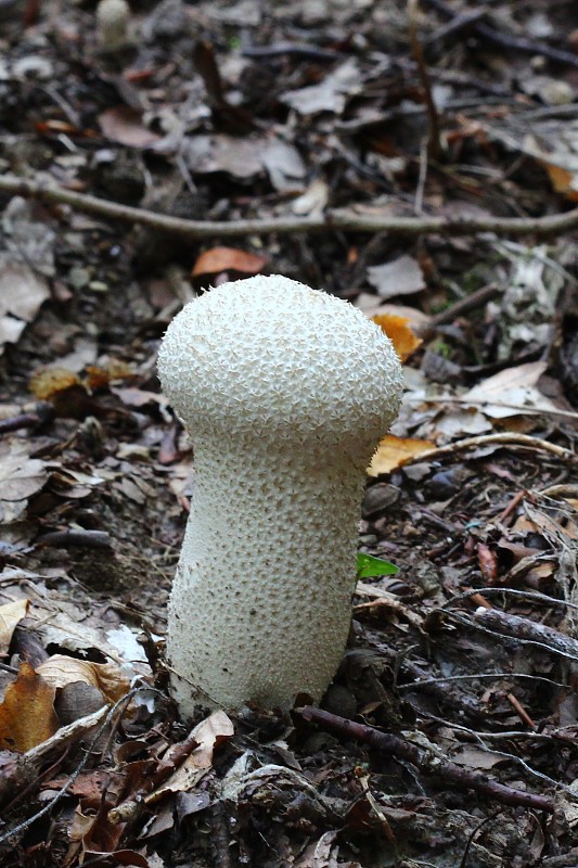 rozpadavec stopkatý Lycoperdon excipuliforme (Scop.) Pers.