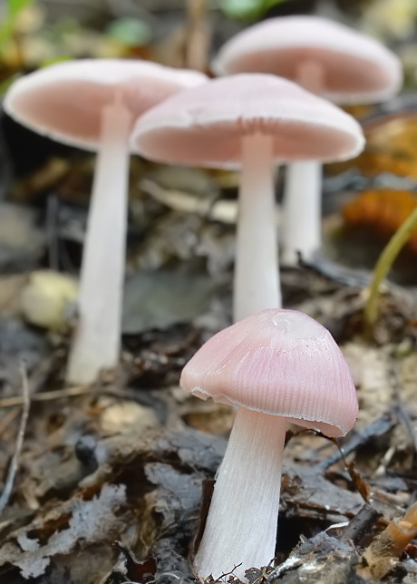 prilbička reďkovková Mycena pura (Pers.) P. Kumm.