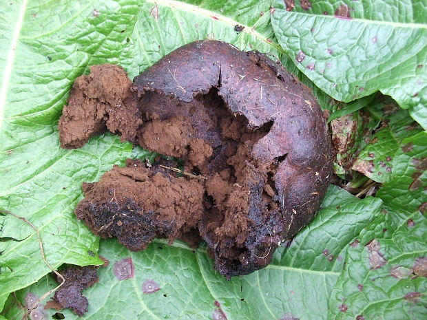 škárka kožovitá Mycenastrum corium (Guers.) Desv.